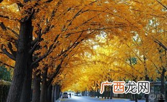 北京永安里属于哪个区,北京市朝阳区有什么街道？