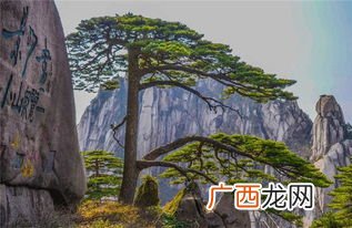 迎客松在黄山的哪个位置,迎客松的来历和由来？