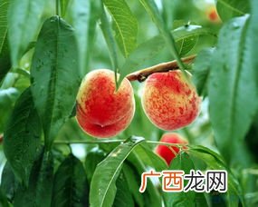秋天的果园里有什么水果,秋天什么水果成熟了？
