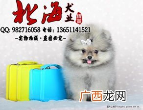 哈多利博美能长多大,哈多利博美犬标准？