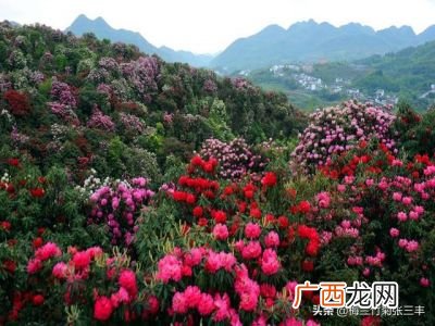 杜鹃花是什么季节开的,杜鹃八月开花是怎么回事？