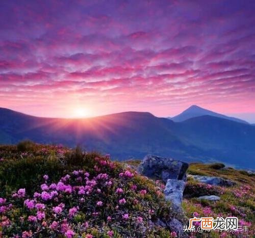 杜鹃花是什么季节开的,杜鹃八月开花是怎么回事？