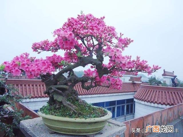 杜鹃花是什么季节开的,杜鹃八月开花是怎么回事？