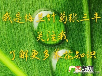 杜鹃花是什么季节开的,杜鹃八月开花是怎么回事？