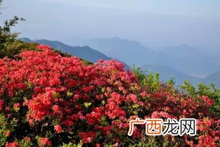 杜鹃花是什么季节开的,杜鹃八月开花是怎么回事？