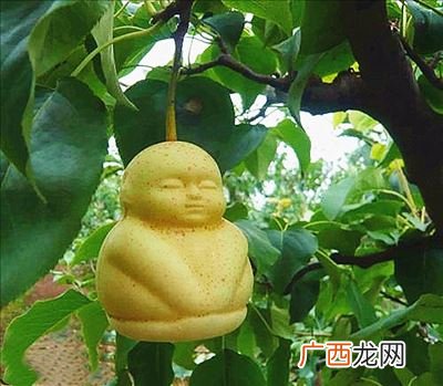 人参果什么味道,人参果为什么有一股味?