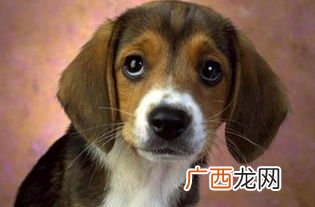 狗狗贫血吃什么,狗贫血吃什么？鸡蛋黄行么？