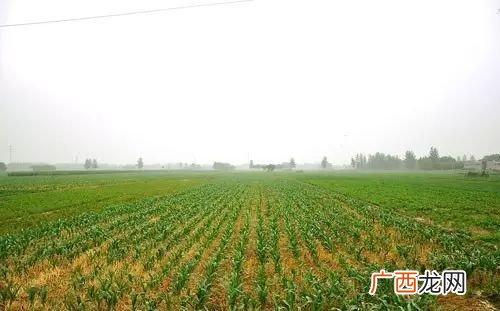 什么是基本农田,啥叫基本农田？