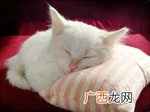 养猫有什么好处,养猫的十大好处及禁忌？