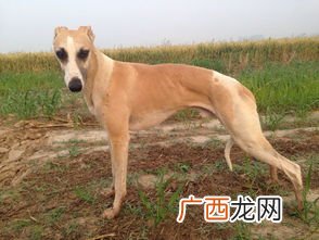 狗能活多少年,活了20年的狗算是老的吗？