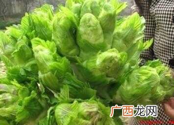 清炒儿菜怎样做【图文】 清炒儿菜怎样做