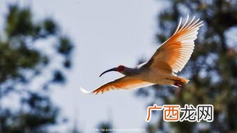朱鹮的特点,朱鹮有哪些特征？
