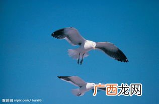 什么是双飞双飞比喻什么,鸳鸯双栖蝶双飞的意思？