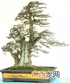对节白蜡的养殖方法和注意事项,对节白蜡盆景最怕什么？