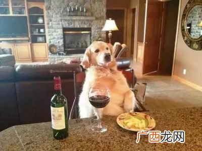狗可以喝酒吗,狗喝酒怎么样？