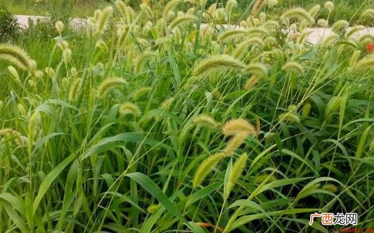 狗尾巴草的花语是什么