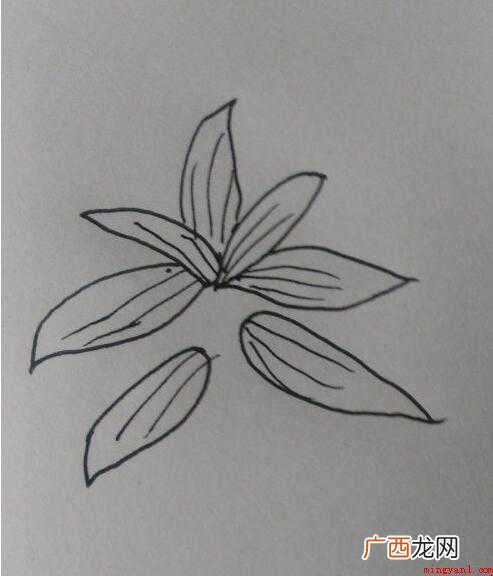 富贵竹简笔画怎么画 全部内容了 富贵竹简笔画怎么画