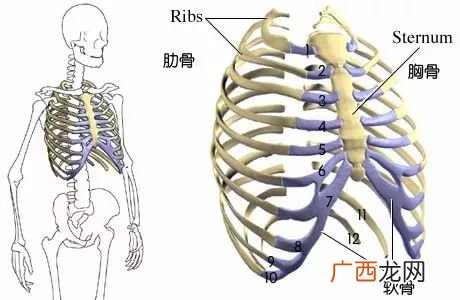 肋骨有多少根,猪一共多少根肋骨？