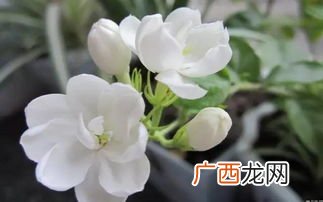 茉莉花有多少种品种,茉莉花有哪些品种？