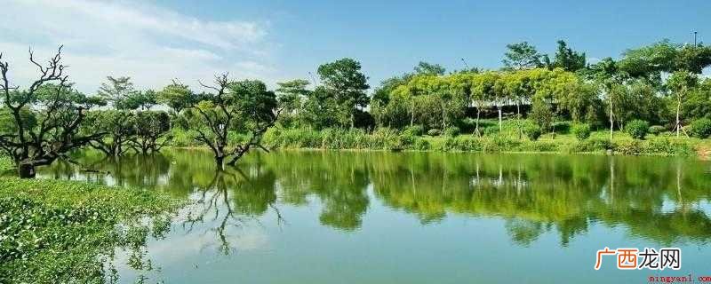 湿地具有多种生态功能,自然资源丰富,被称为地球肾、物种储存、 湿地的生态功能