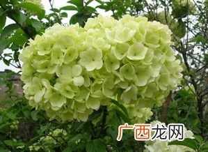 琼花代表什么意义,鱼戏琼花图有什么寓意？