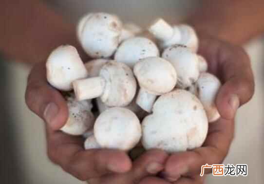 宝宝适合吃的口蘑的做法 口蘑宝宝可以吃吗