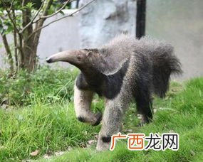 食蚁兽是什么动物,食蚁兽几乎只吃蚂蚁是哪国的？