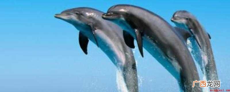 生物的相同特点:具备相同的物质条件和构造基本、都具备基础代谢 什么是生物的共同特征