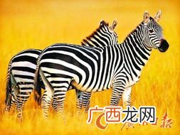 北方有马蝇吗,东北有马蝇幼虫吗？