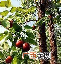 两棵枣树什么梗,废话文学有什么作用？