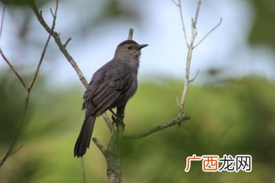 鸟是什么动物,鸡是属于哪类动物，鸟还是家禽类，为什么？
