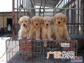 武汉哪里有卖宠物狗的啊,武汉哪里有土猫卖？