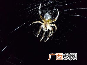 蜘蛛为什么晚上出来,蜘蛛晚上能看到东西吗？
