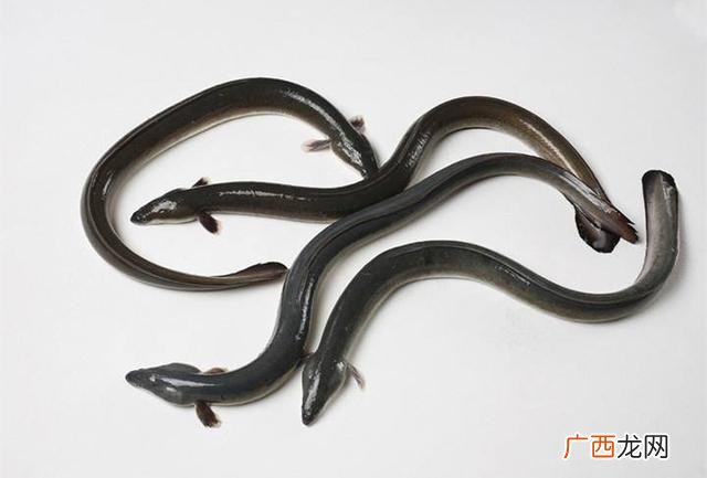 白鳝是鳗鱼吗,白鳝是淡水鱼吗？