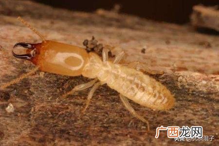 白蚁怎么防治,怎样防治白蚁？