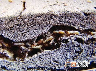 白蚁怎么防治,怎样防治白蚁？