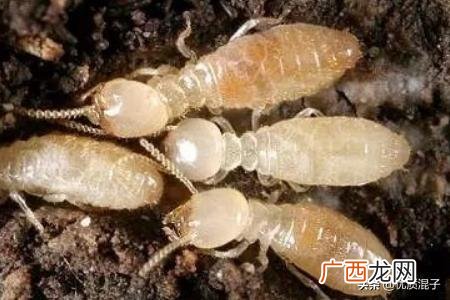 白蚁怎么防治,怎样防治白蚁？