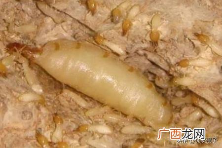 白蚁怎么防治,怎样防治白蚁？