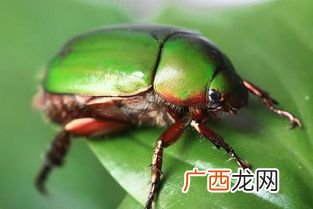 甲壳虫是益虫还是害虫,家里一种金色甲壳的小虫子叫什么？