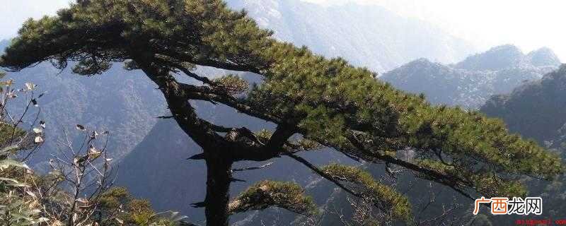 青松在中国的分布范畴很广,高原地区和悬崖峭壁都能融入 青松生长在高原还是悬崖