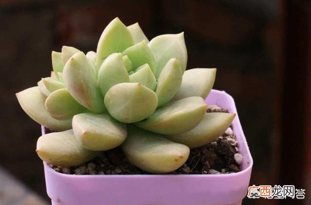 多肉佛珠怎么种,佛珠种子种植方法？