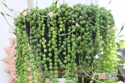 多肉佛珠怎么种,佛珠种子种植方法？