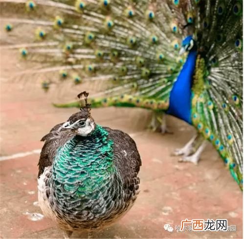 母孔雀究竟会不会开屏,孔雀在什么情况下才会开屏呢？