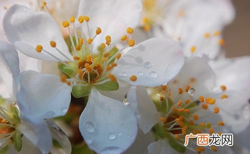 驿路梨花中的梨花指什么,驿路梨花中梨花是一个怎样的人,作者是如何塑造她的？