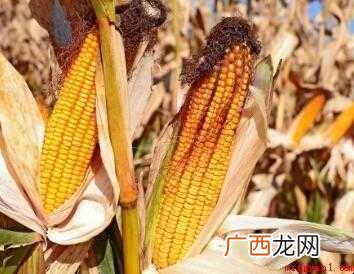 玉米怎样煮比较好吃