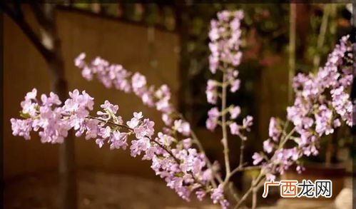 棠棣花开各芬芳什么意思,桩萱恩重隶萼情长是什么意思？