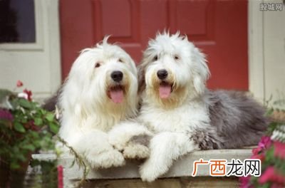 宠物托运大概要多少钱,什么物流托运猫咪便宜又好？