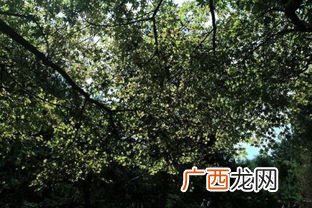 古木参天的参是什么意思,形容一棵古树的成语？