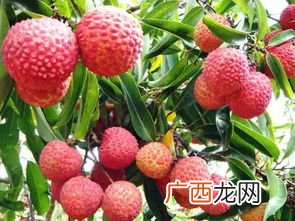荔枝保存方法有哪些,荔枝买回来怎么保鲜可以放冰箱冷冻吗？