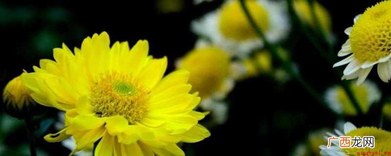 菊花,霜开,西风不落,骄傲 菊花的品质